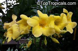 Allamanda Hendersonii Allamanda Cathartica Var Hendersonii Golden Trumpet Vine Toptropicals Com