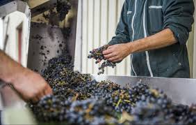 Saint nicolas de bourgueil est à la fois le nom du village et du vin rouge qu'il produit. Les Domaines Viticoles Du Cote De Bourgueil Et Saint Nicolas De Bourgueil