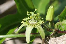 Image result for Passiflora suberosa