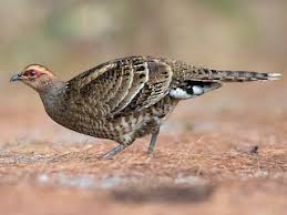 Image result for Humularia reekmansii