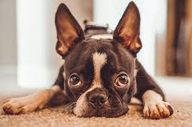 Image result for boston terrier
