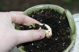 How To Grow Garlic Planting Garlic Growing Garlic Garden