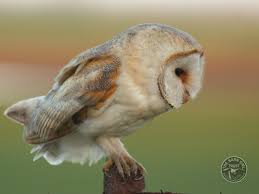 owl identification what owl was that the barn owl trust