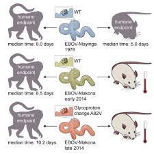 Cellular respiration occurs in both plant and animals. Recently Identified Mutations In The Ebola Virus Makona Genome Do Not Alter Pathogenicity In Animal Models Sciencedirect