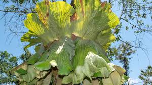 Image result for Platycerium elephantotis