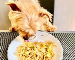 Maybe you would like to learn more about one of these? 15 Human Food For Yorkies 2021 Wet Nose Escapades