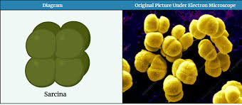 Browse the use examples 'sarcinae' in the great english corpus. Size Shape And Arrangement Of Bacterial Cells With Picture And Example