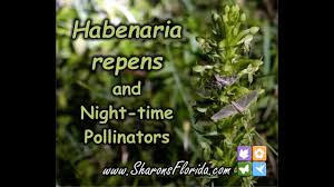Image result for Habenaria riparia