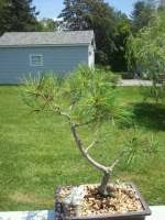 See more ideas about bonsai, bonsai tree, bonsai garden. Eastern Redbud Pruning Bonsai Forum Bonsai Empire