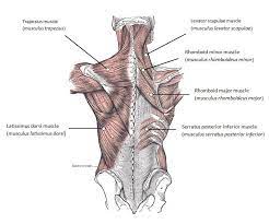 So we've taken the necessary steps for you and found the top best back workout for inflating back. The Best Way To Train All 6 Major Muscle Groups Legion Athletics