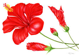 Image result for Hibiscus