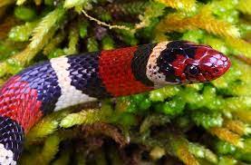 Scarlet Snake Reptiles And Amphibians Spiders And Snakes Snake