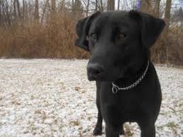 Adopt Jason On Petfinder Dogs Up For Adoption Labrador Retriever Labrador Retriever Dog