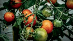 Sie erzeugt einen hohen ertrag an großen roten tomaten mit hervorragender geschmacksnote. Premiumlinien Kurpfalz Gemuse Mannheim