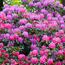 Rhododendrons Are Prized For Their Glossy Green Foliage And Showy Clusters Of Blooms Plants Garden Shrubs Diy Landscaping