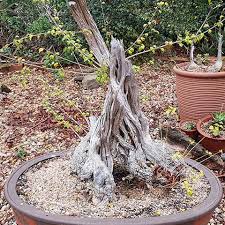 Image result for Premna mooiensis