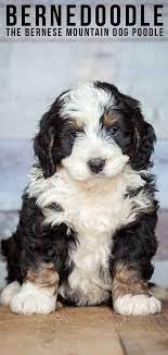 All bernese mountain dogs are placed in a foster home. Bernedoodle The Bernese Mountain Dog Poodle Mix Bernese Mountain Dog Poodle Poodle Mix Breeds Bernese Mountain Dog Poodle Mix