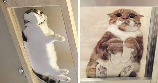 Related subreddits also check out the full listing of cat subreddits! 30 Hilarious Reasons Why Every Cat Owner Should Get A Glass Table Bored Panda