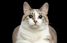 Taking insulin or other diabetes medicines is often part of treating diabetes. Diabetes In Cats Elwood Vet
