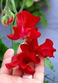 Robot Check Sweet Pea Flowers Flowers Perennials Flowers