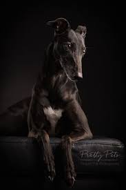 Mini French Bulldog Crochet Pattern Pdf Frenchie Dog Amigurumi Pattern Crochet Blythe Pet Dog Photography Studio Dog Portraits Dog Portrait Photography