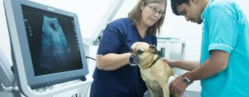 Veterinary therapy near ⓜ️ lajpat nagar in delhi. Crownvet Our Services