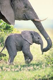 Image Result Animals Elephant African Elephant