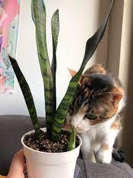 While the mother in law's tongue likes to be a bit rootbound, it doesn't do well when all that's left in the pot are roots. My Zeylanica Snake Plant Had A Baby When Should I Separate It From The Mother Plant Houseplants