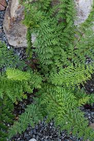 Image result for Cheilanthes