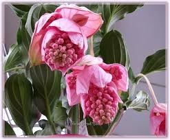 Medinilla Magnifica Medine Gulu Yetistirilmesi Bakimi Cogaltilmasi Forum Gercek Saksi Bitkileri Saksi Bahceciligi Bitki