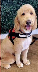 What are good groomers for Golden Doodles in Huntington Beach?