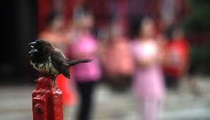 Hedge sparrow, also known as the dunnock or hedge accentor in the family prunellidae Burung Pipit Mirip Manusia Punya Watak Beragam Tekno Tempo Co
