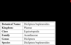 Image result for Dicliptera maculata