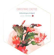 Check spelling or type a new query. 14 Types Of Cactus For Your Home And Garden Ftd Com