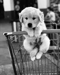 Pin By Carlita On Animaux Cute Dog Wallpaper Cute Baby Dogs Cute Baby Cats