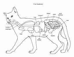 Veterinary Anatomy Coloring Book Inspirational Cat Anatomy Coloring Pages Dbest Coloring Pages Cat Anatomy Cat Coloring Book Anatomy Coloring Book