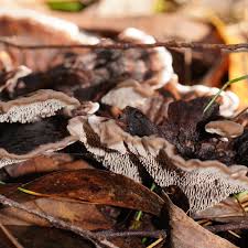 Image result for Phellodon niger