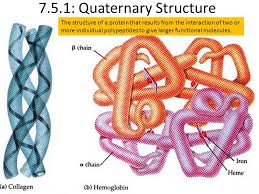Myosin Diagrams. (A) The Classic Myosin Diagram Pictures Two Equivalent...  | Download Scientific Diagram
