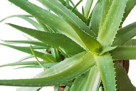 The plant, which is often mistakenly called a cactus due to its. What Is Aloe Vera