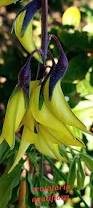 Image result for Crotalaria laburnifolia