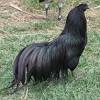 Decreasing the size of your flock will reduce your rooster's need to crow as well. 1