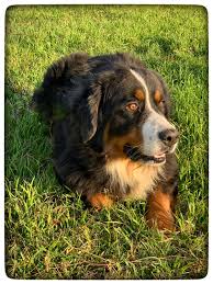 Bernese mountain dog puppies, originated from switzerland is mainly bred for herding cattle and pulling carts. Females Bernese Mountain Dog Echt K9