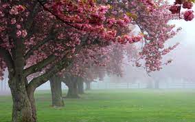 Nature Landscape Cherry Trees Mist Pink Flowers Spring Sunrise Grass Blossom Fence Green Wallpap Pink Flowering Trees Blossom Trees Flower Landscape