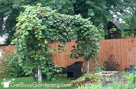 Jul 14, 2021 · a pergola can be an attractive addition to your backyard and is a great way to add dappled shade when there are no trees. How To Trellis Grapes At Home Easy Grapevine Vertical Growing Guide