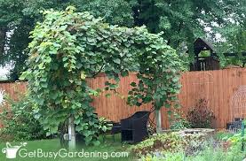 Growing grapes can be done all by yourself without any helps from expert gardeners. How To Trellis Grapes At Home Easy Grapevine Vertical Growing Guide