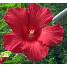 This helps to keep it blooming up until the time that frost first hits. Lord Baltimore Hardy Hibiscus Plant 4 Pot Walmart Com Walmart Com