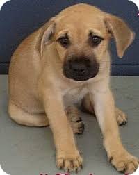 If you are interested in full registration for show homes contact us for pricing. Hammonton Nj Boxer Meet Thelma Louise A Pet For Adoption