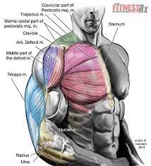 This very advanced workout is designed to challenge every muscle in your body with a variety of tough, total body exercises. Total Body Power Total Body Workout Gym Weight Routine Body