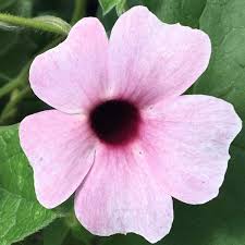 Image result for Thunbergia