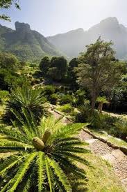 Kirstenbosch National Botanical Garden Kapstadt Sudafrika Botanicalgardens National Botanical Gardens Botanical Gardens South Africa Travel